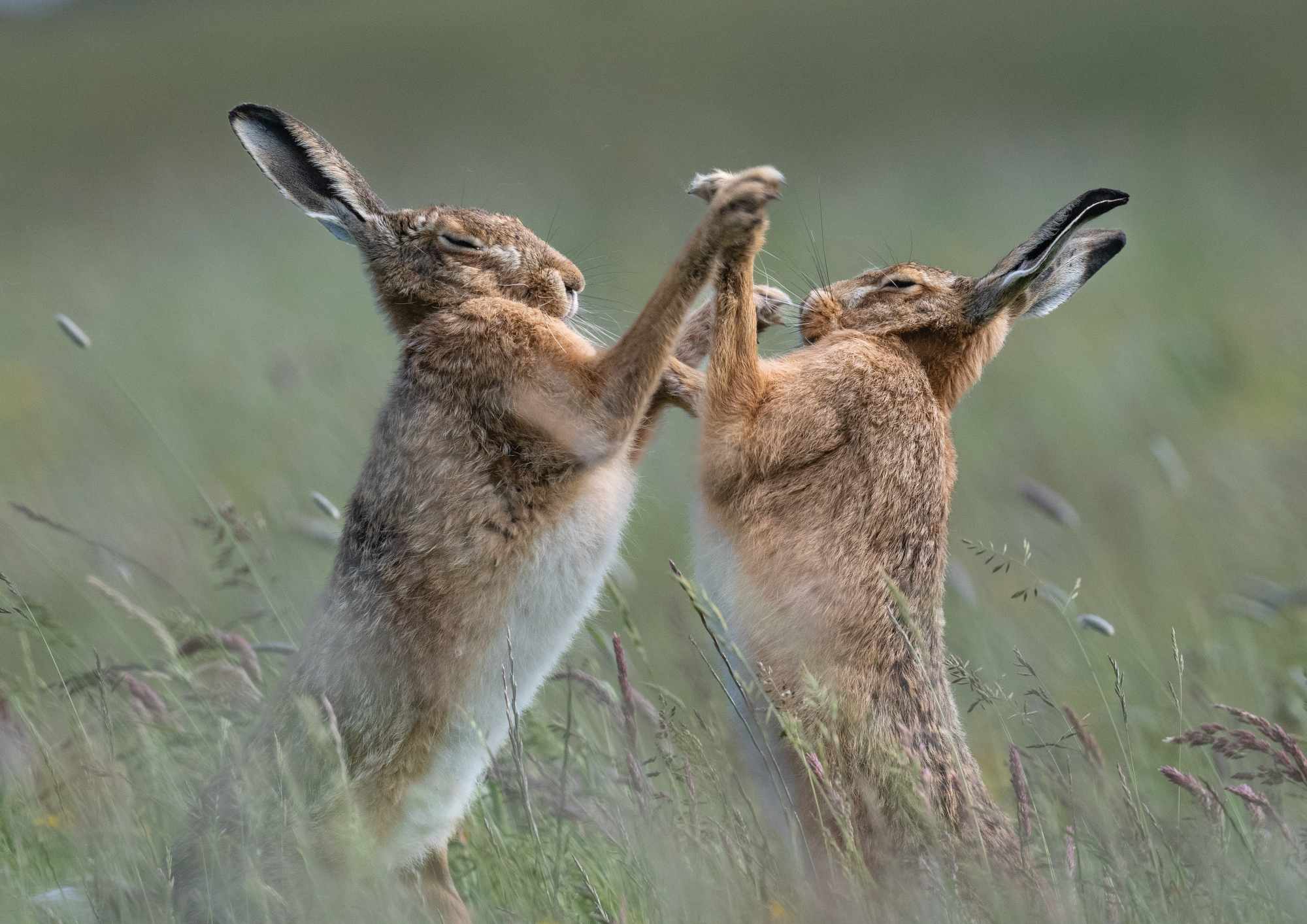Hare Tango